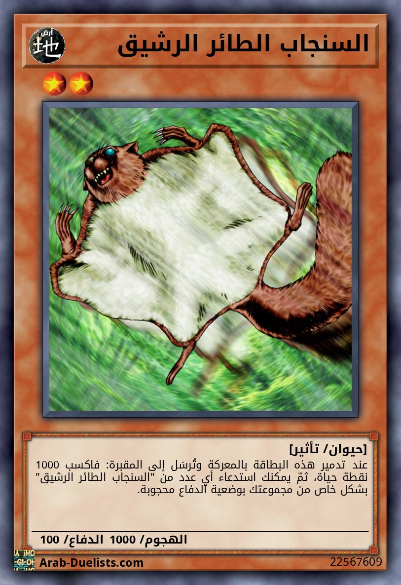 السنجاب الطائر الرشيق